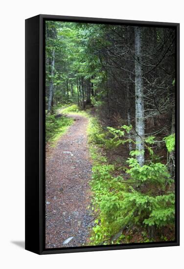 Canada, Nova Scotia, Guysborough. Boylston Provincial Park trail.-Kymri Wilt-Framed Stretched Canvas