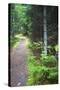 Canada, Nova Scotia, Guysborough. Boylston Provincial Park trail.-Kymri Wilt-Stretched Canvas