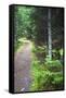 Canada, Nova Scotia, Guysborough. Boylston Provincial Park trail.-Kymri Wilt-Framed Stretched Canvas