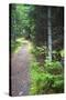 Canada, Nova Scotia, Guysborough. Boylston Provincial Park trail.-Kymri Wilt-Stretched Canvas