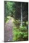 Canada, Nova Scotia, Guysborough. Boylston Provincial Park trail.-Kymri Wilt-Mounted Photographic Print