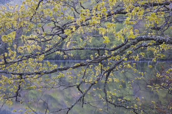 Canada Novs Scotia Cape Breton Cabot Trail Lake In Spring Photographic Print Patrick J