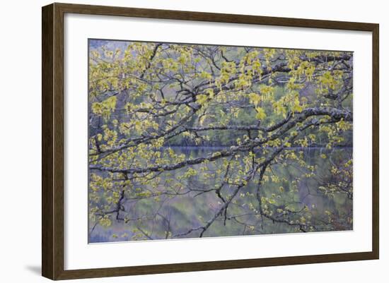 Canada, Novs Scotia, Cape Breton, Cabot Trail Lake in Spring-Patrick J. Wall-Framed Photographic Print