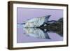 Canada, Nunavut, Iceberg Reflected in Calm Waters at Dusk-Paul Souders-Framed Photographic Print