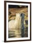 Canada, Nunavut, Polar Bear Wading into Shallow Water of Hudson Bay-Paul Souders-Framed Photographic Print