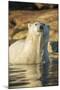 Canada, Nunavut, Polar Bear Wading into Shallow Water of Hudson Bay-Paul Souders-Mounted Photographic Print