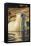 Canada, Nunavut, Polar Bear Wading into Shallow Water of Hudson Bay-Paul Souders-Framed Stretched Canvas