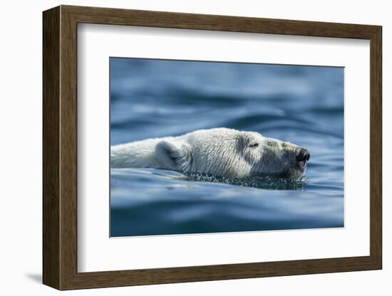 Canada, Nunavut, Repulse Bay, Polar Bear Swimming Near Harbour Islands-Paul Souders-Framed Photographic Print