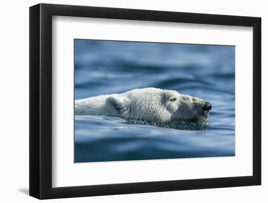 Canada, Nunavut, Repulse Bay, Polar Bear Swimming Near Harbour Islands-Paul Souders-Framed Photographic Print