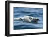 Canada, Nunavut, Repulse Bay, Polar Bear Swimming Near Harbour Islands-Paul Souders-Framed Photographic Print