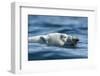 Canada, Nunavut, Repulse Bay, Polar Bear Swimming Near Harbour Islands-Paul Souders-Framed Photographic Print