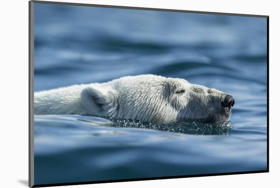 Canada, Nunavut, Repulse Bay, Polar Bear Swimming Near Harbour Islands-Paul Souders-Mounted Photographic Print