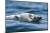 Canada, Nunavut, Repulse Bay, Polar Bear Swimming Near Harbour Islands-Paul Souders-Mounted Photographic Print