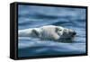 Canada, Nunavut, Repulse Bay, Polar Bear Swimming Near Harbour Islands-Paul Souders-Framed Stretched Canvas