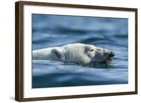 Canada, Nunavut, Repulse Bay, Polar Bear Swimming Near Harbour Islands-Paul Souders-Framed Photographic Print