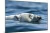 Canada, Nunavut, Repulse Bay, Polar Bear Swimming Near Harbour Islands-Paul Souders-Mounted Photographic Print