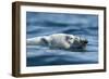 Canada, Nunavut, Repulse Bay, Polar Bear Swimming Near Harbour Islands-Paul Souders-Framed Photographic Print