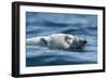 Canada, Nunavut, Repulse Bay, Polar Bear Swimming Near Harbour Islands-Paul Souders-Framed Photographic Print