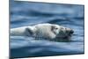 Canada, Nunavut, Repulse Bay, Polar Bear Swimming Near Harbour Islands-Paul Souders-Mounted Photographic Print