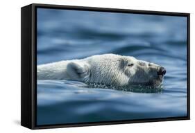 Canada, Nunavut, Repulse Bay, Polar Bear Swimming Near Harbour Islands-Paul Souders-Framed Stretched Canvas