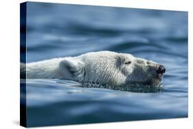 Canada, Nunavut, Repulse Bay, Polar Bear Swimming Near Harbour Islands-Paul Souders-Stretched Canvas