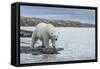 Canada, Nunavut, Repulse Bay, Polar Bear Walking Along Shoreline-Paul Souders-Framed Stretched Canvas
