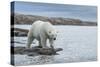 Canada, Nunavut, Repulse Bay, Polar Bear Walking Along Shoreline-Paul Souders-Stretched Canvas