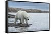 Canada, Nunavut, Repulse Bay, Polar Bear Walking Along Shoreline-Paul Souders-Framed Stretched Canvas