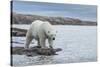 Canada, Nunavut, Repulse Bay, Polar Bear Walking Along Shoreline-Paul Souders-Stretched Canvas