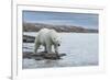 Canada, Nunavut, Repulse Bay, Polar Bear Walking Along Shoreline-Paul Souders-Framed Photographic Print