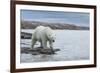 Canada, Nunavut, Repulse Bay, Polar Bear Walking Along Shoreline-Paul Souders-Framed Photographic Print