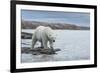 Canada, Nunavut, Repulse Bay, Polar Bear Walking Along Shoreline-Paul Souders-Framed Photographic Print