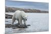 Canada, Nunavut, Repulse Bay, Polar Bear Walking Along Shoreline-Paul Souders-Mounted Photographic Print