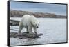 Canada, Nunavut, Repulse Bay, Polar Bear Walking Along Shoreline-Paul Souders-Framed Stretched Canvas