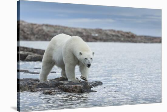 Canada, Nunavut, Repulse Bay, Polar Bear Walking Along Shoreline-Paul Souders-Stretched Canvas