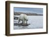 Canada, Nunavut, Repulse Bay, Polar Bear Walking Along Shoreline-Paul Souders-Framed Photographic Print
