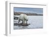 Canada, Nunavut, Repulse Bay, Polar Bear Walking Along Shoreline-Paul Souders-Framed Photographic Print