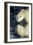 Canada, Nunavut, Repulse Bay, Polar Bears in Shallows of Hudson Bay-Paul Souders-Framed Photographic Print