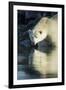 Canada, Nunavut, Repulse Bay, Polar Bears in Shallows of Hudson Bay-Paul Souders-Framed Photographic Print