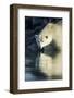 Canada, Nunavut, Repulse Bay, Polar Bears in Shallows of Hudson Bay-Paul Souders-Framed Photographic Print