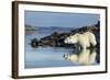 Canada, Nunavut, Repulse Bay, Polar Bears in Shallows of Hudson Bay-Paul Souders-Framed Photographic Print