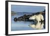 Canada, Nunavut, Repulse Bay, Polar Bears in Shallows of Hudson Bay-Paul Souders-Framed Photographic Print