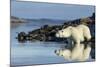 Canada, Nunavut, Repulse Bay, Polar Bears in Shallows of Hudson Bay-Paul Souders-Mounted Photographic Print