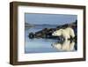 Canada, Nunavut, Repulse Bay, Polar Bears in Shallows of Hudson Bay-Paul Souders-Framed Photographic Print