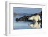 Canada, Nunavut, Repulse Bay, Polar Bears in Shallows of Hudson Bay-Paul Souders-Framed Photographic Print