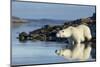 Canada, Nunavut, Repulse Bay, Polar Bears in Shallows of Hudson Bay-Paul Souders-Mounted Photographic Print