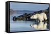 Canada, Nunavut, Repulse Bay, Polar Bears in Shallows of Hudson Bay-Paul Souders-Framed Stretched Canvas