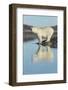 Canada, Nunavut, Repulse Bay, Polar Bears Standing Along Shoreline-Paul Souders-Framed Photographic Print