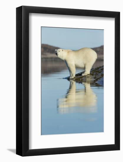 Canada, Nunavut, Repulse Bay, Polar Bears Standing Along Shoreline-Paul Souders-Framed Photographic Print