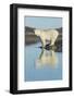 Canada, Nunavut, Repulse Bay, Polar Bears Standing Along Shoreline-Paul Souders-Framed Photographic Print